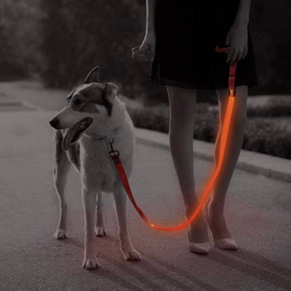 led dog leash